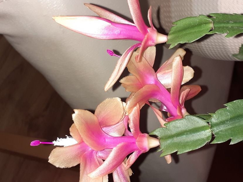  - Schlumbergera