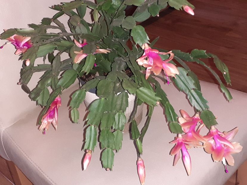  - Schlumbergera
