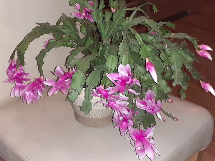  - Schlumbergera