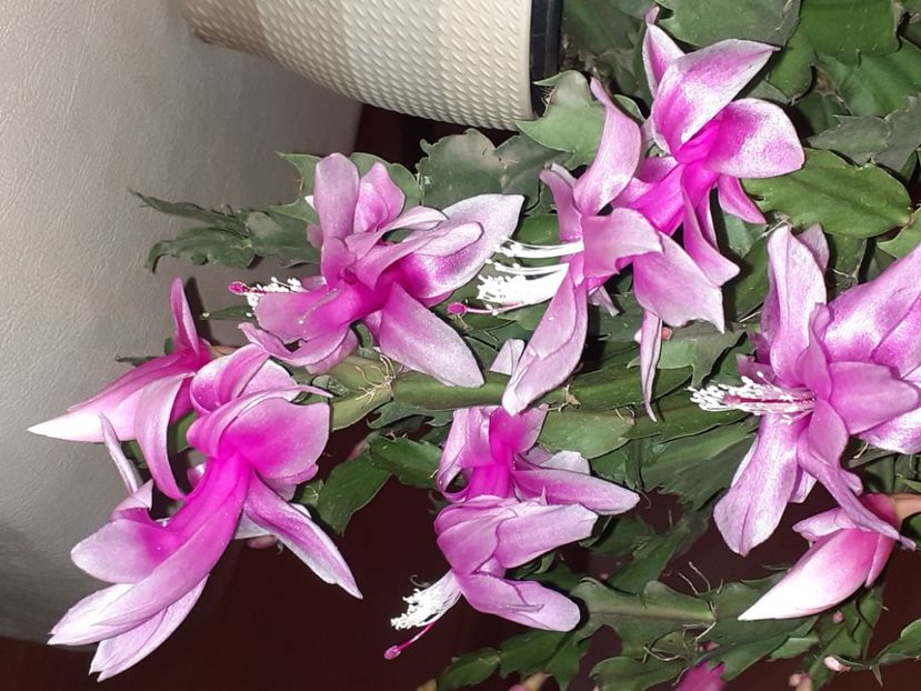  - Schlumbergera