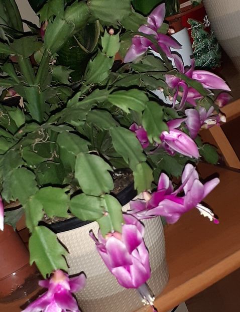  - Schlumbergera