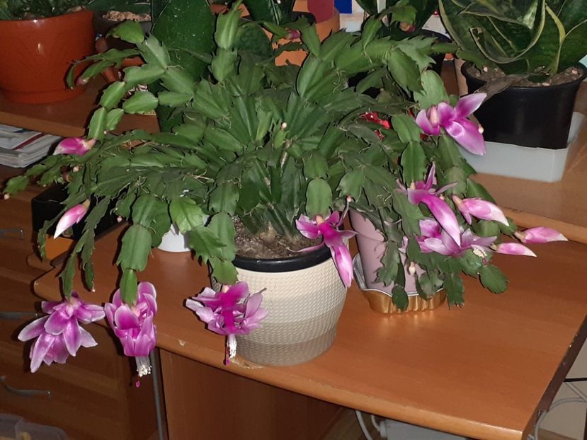  - Schlumbergera