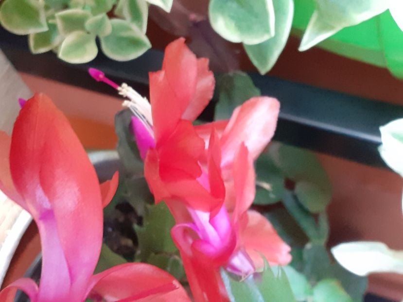  - Schlumbergera