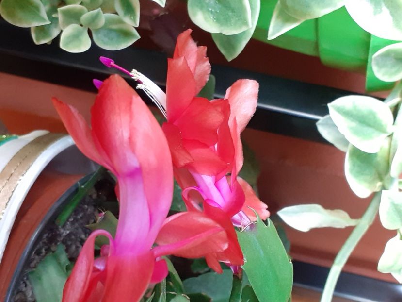  - Schlumbergera