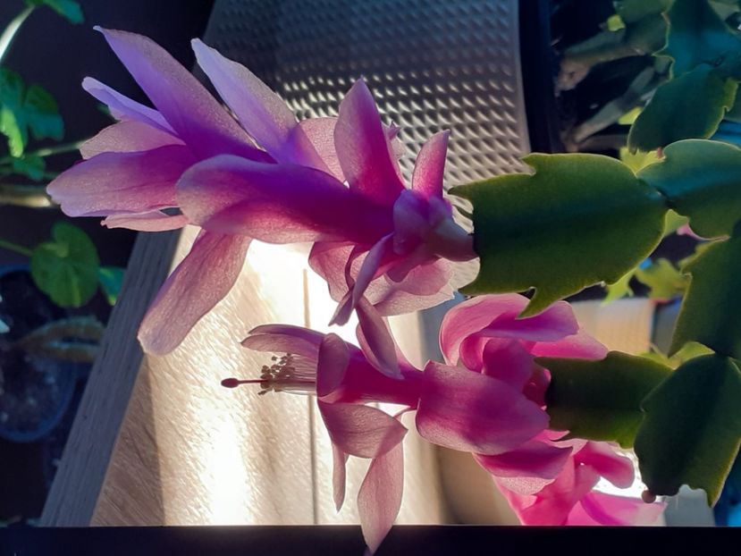  - Schlumbergera