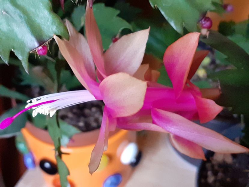  - Schlumbergera