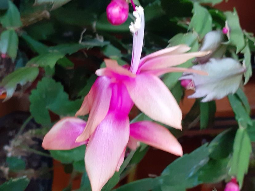  - Schlumbergera