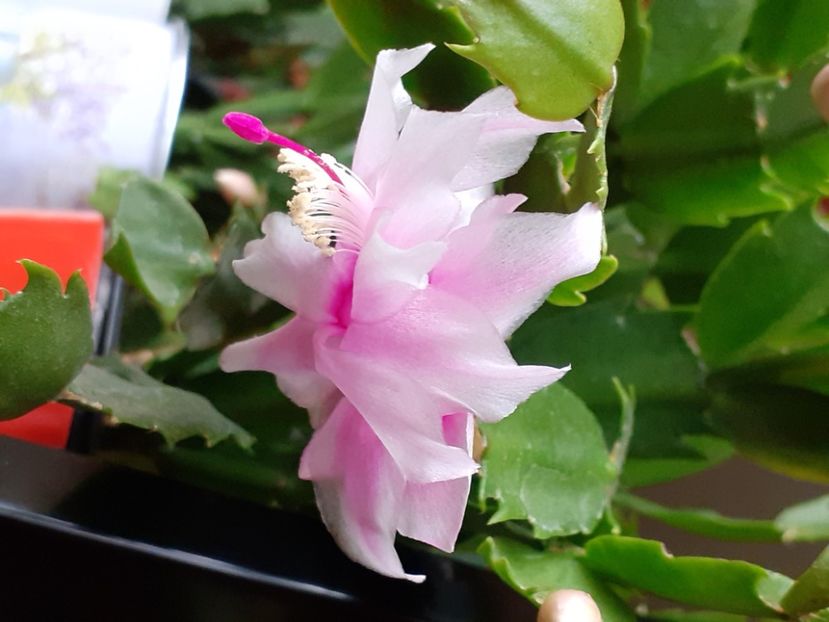  - Schlumbergera