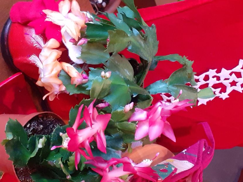  - Schlumbergera