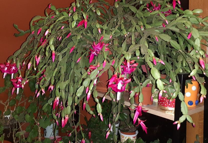  - Schlumbergera