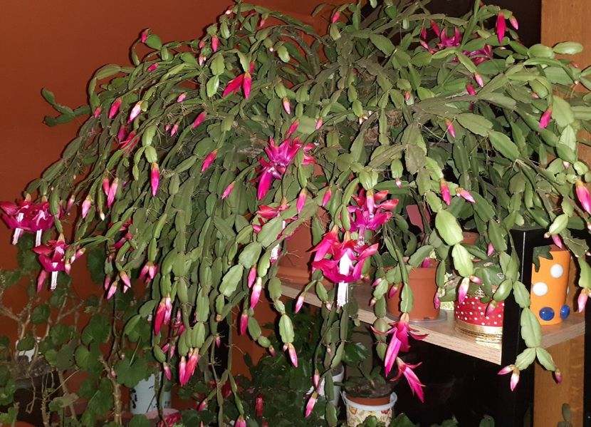  - Schlumbergera