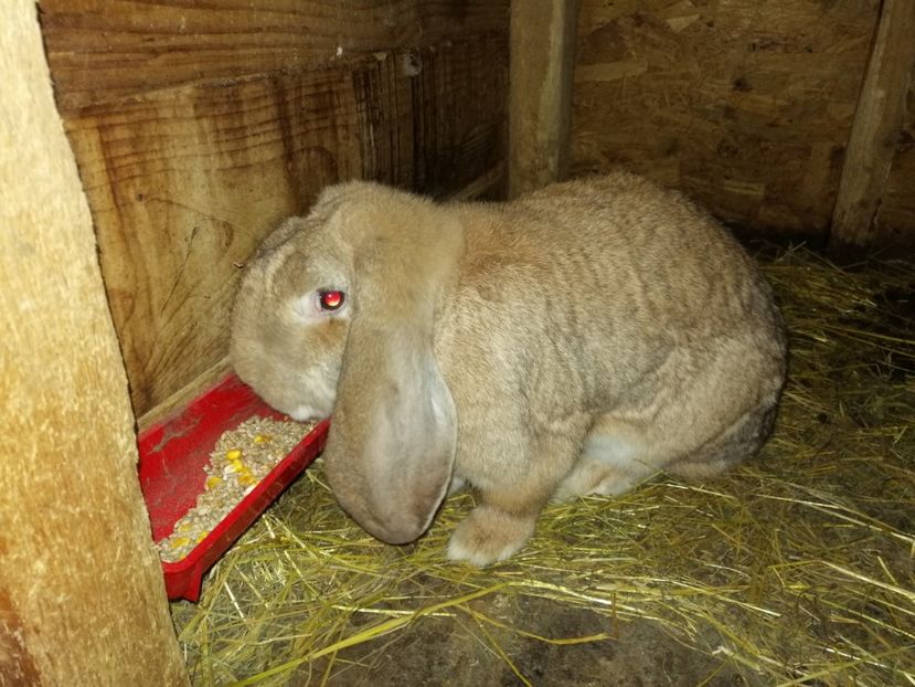  - ARHIVA IEPURI ce am avut câteva exemplare