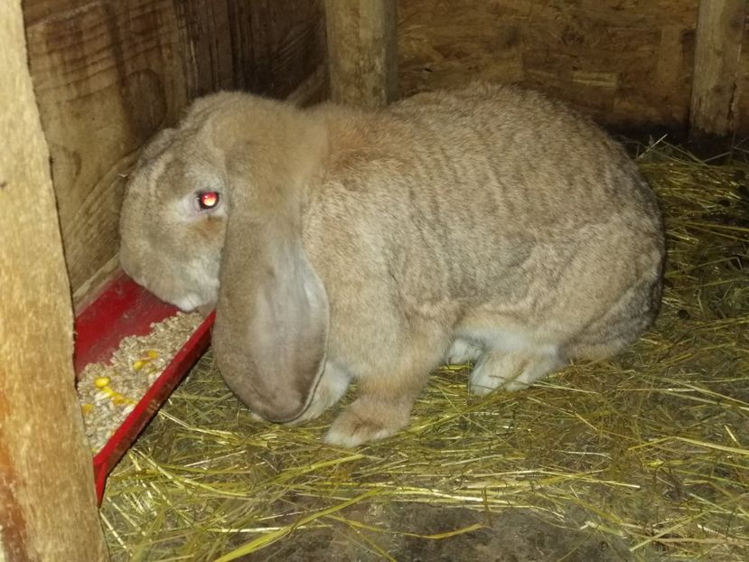  - ARHIVA IEPURI ce am avut câteva exemplare