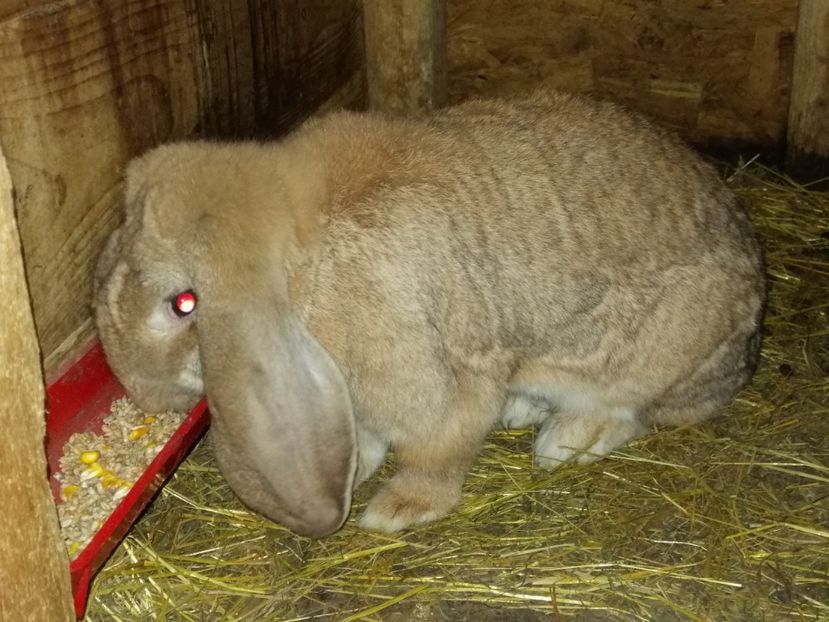  - ARHIVA IEPURI ce am avut câteva exemplare