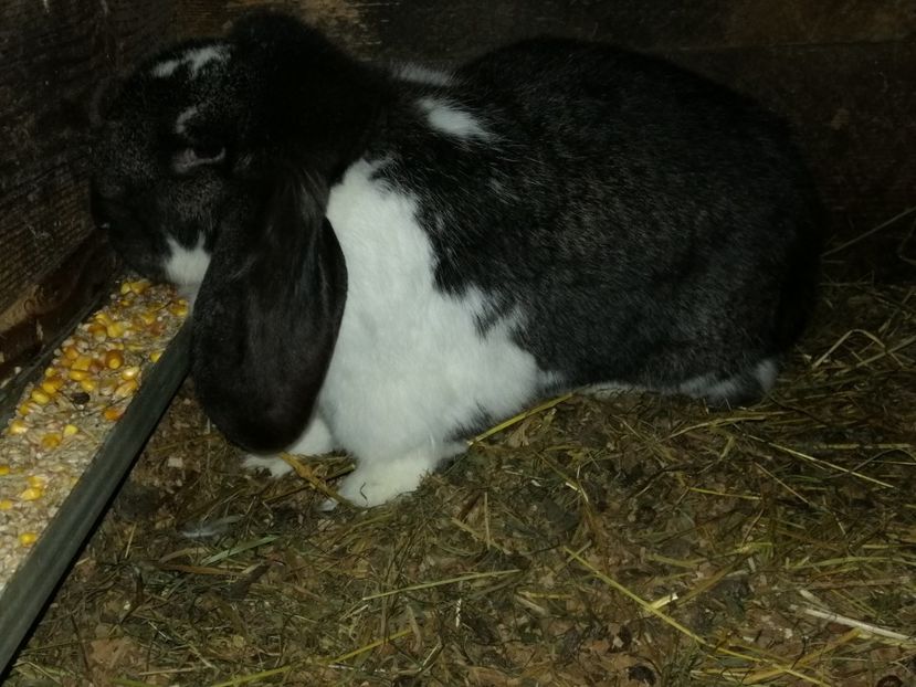  - ARHIVA IEPURI ce am avut câteva exemplare