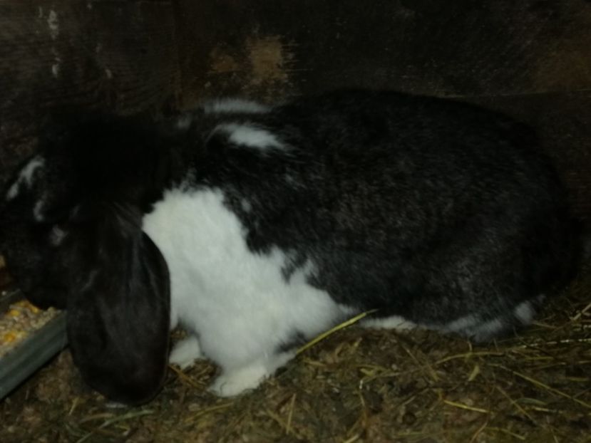  - ARHIVA IEPURI ce am avut câteva exemplare