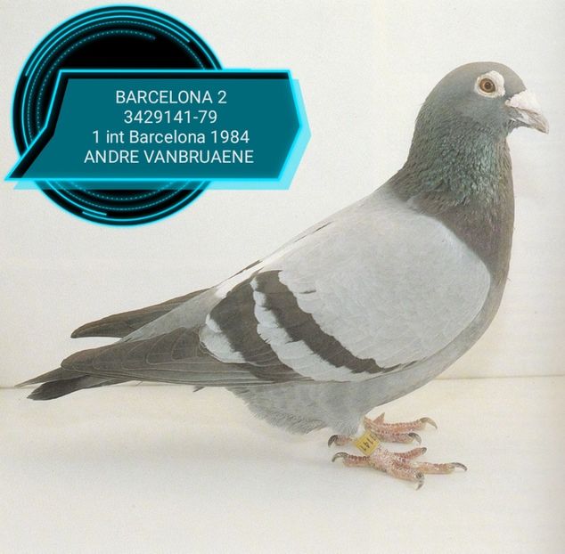 1 int Barcelona 1984 - Barcelona internațional