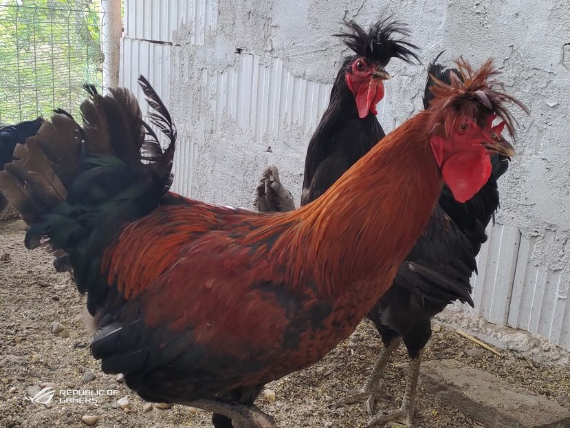 P_20200610_185820 - 2020