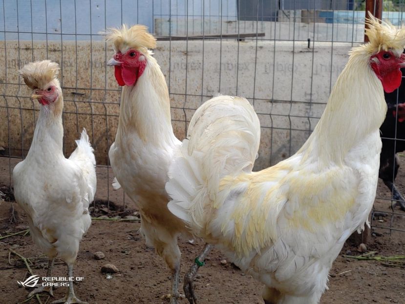 P_20200610_190354 - 2020