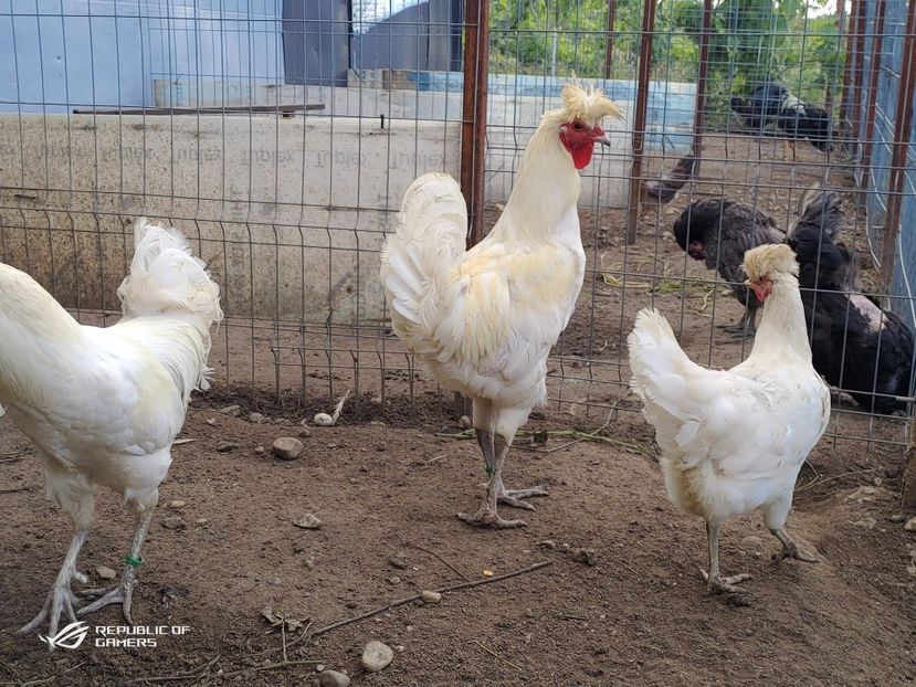 P_20200610_190425 - 2020