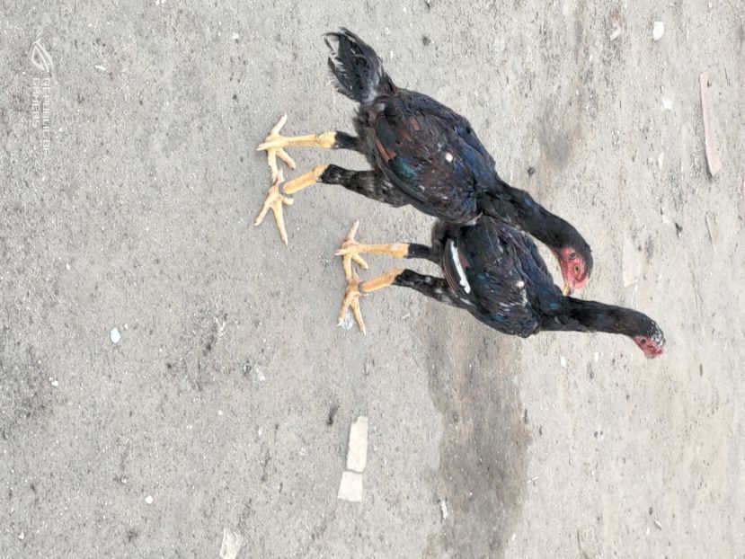 P_20200701_205828 - 2020