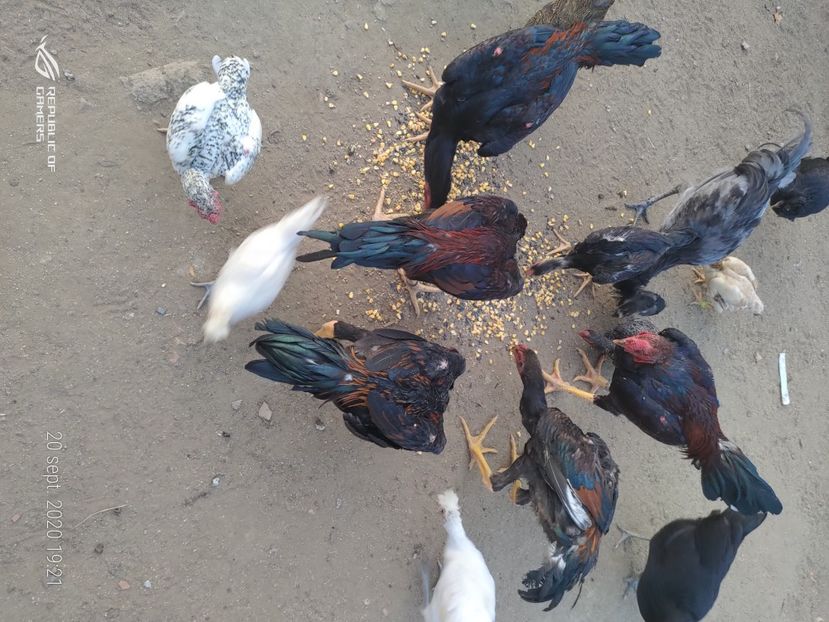 P_20200920_192135 - 2020