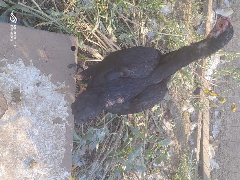 P_20200921_172642 - 2020