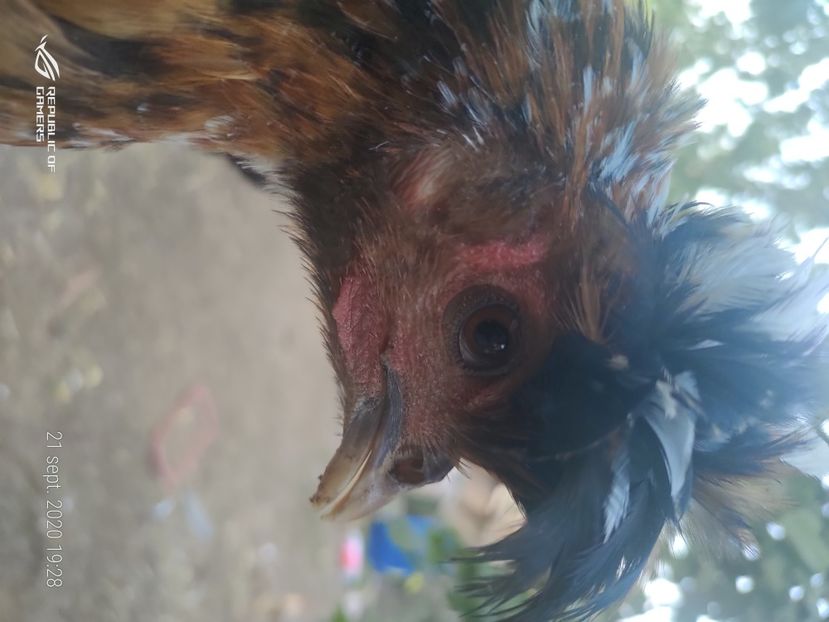 P_20200921_192803 - 2020