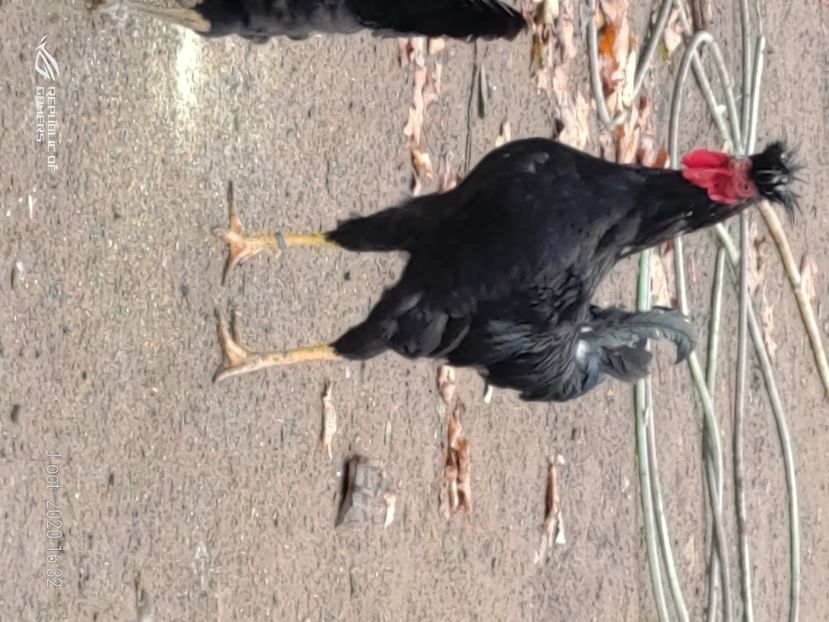 P_20201001_163250 - 2020