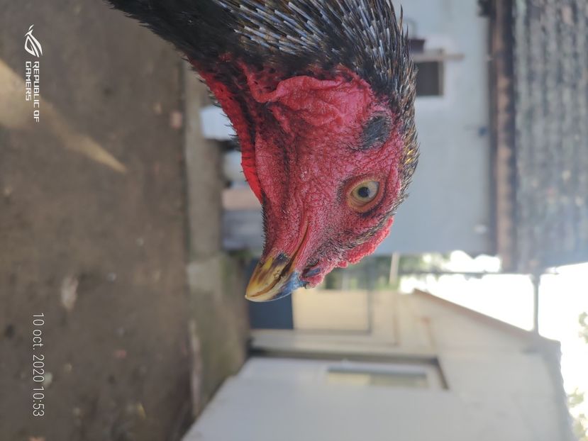 P_20201010_105337 - 2020