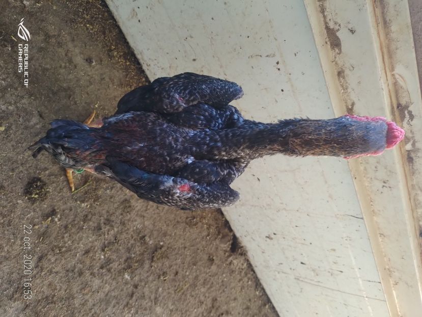 P_20201022_165321 - 2020