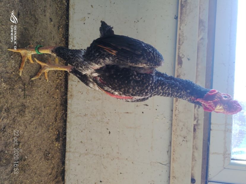 P_20201022_165333 - 2020