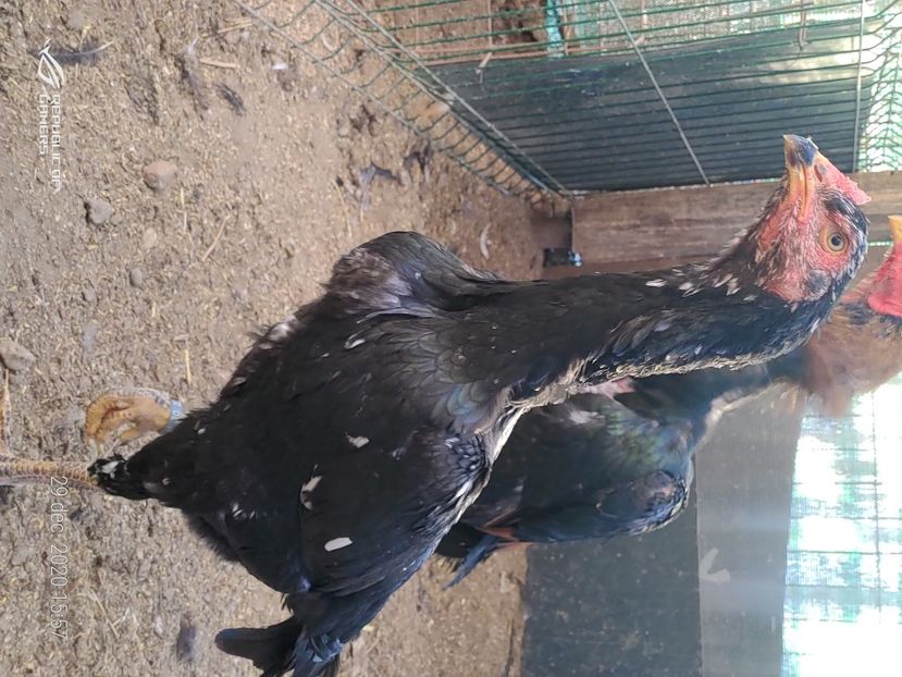 P_20201229_155708 - 2020