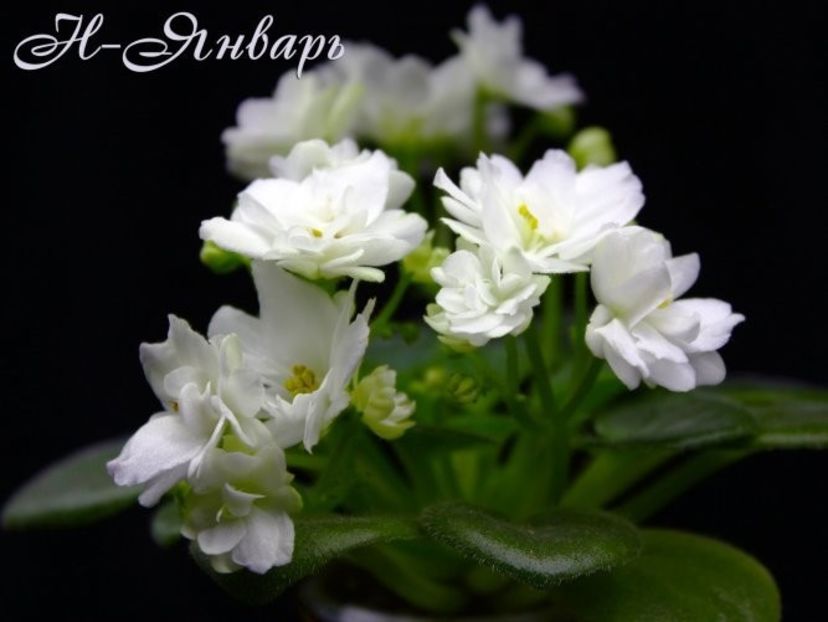 N- January poza net - ZZN-January