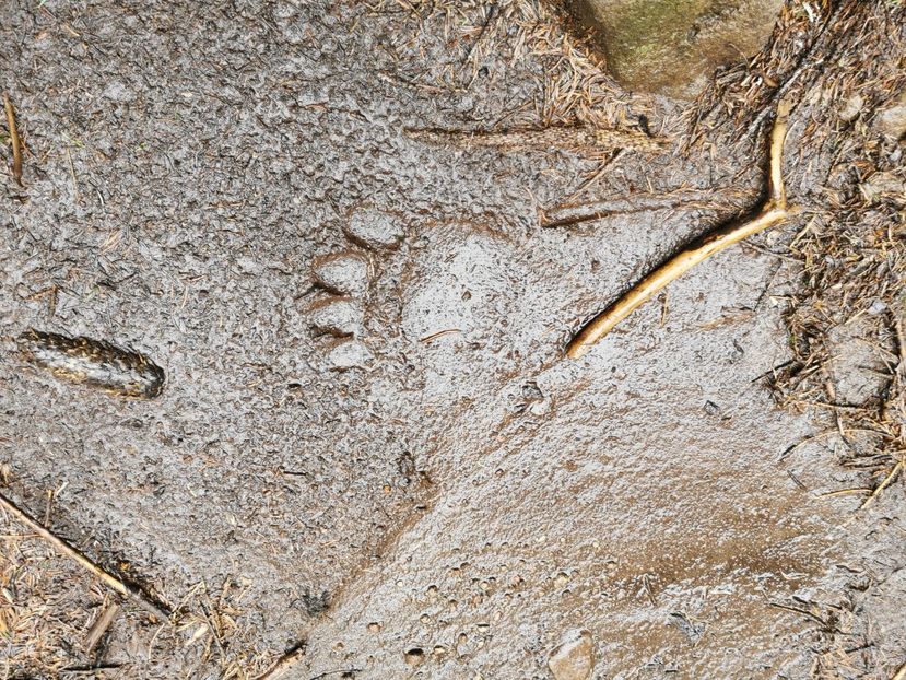 Urme... - Munții Călimani-iulie 2020