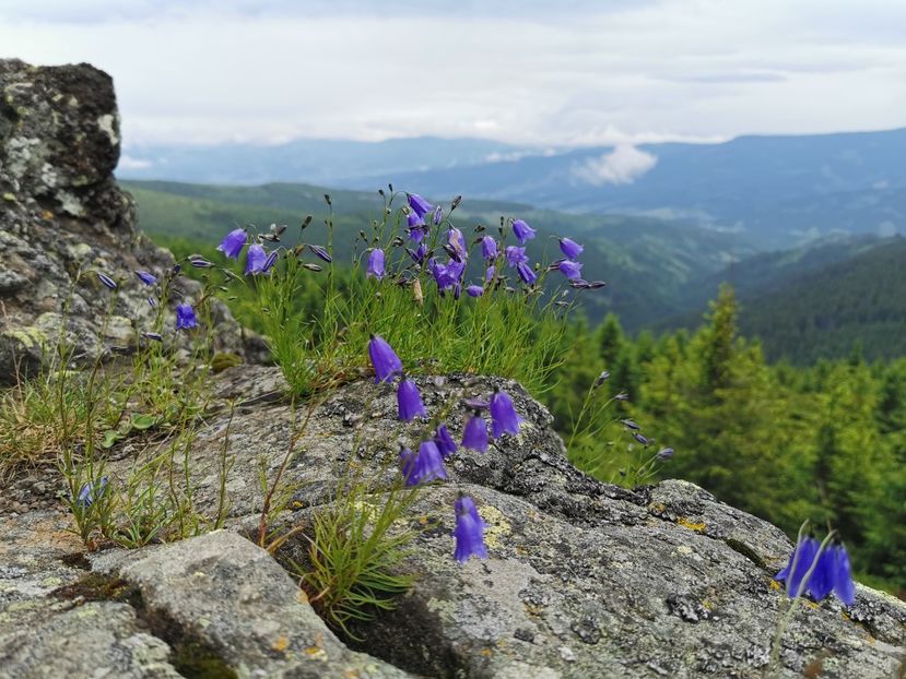  - Munții Călimani-iulie 2020