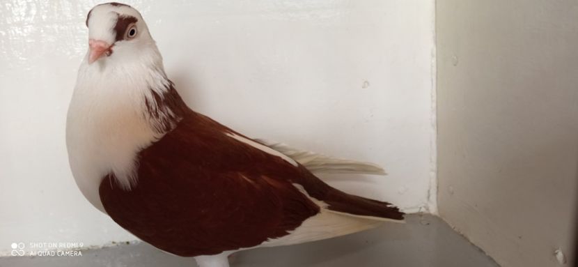  - jucatori de galati pe ros