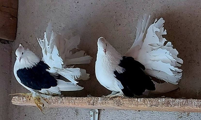  - Voltati indieni matca 2021