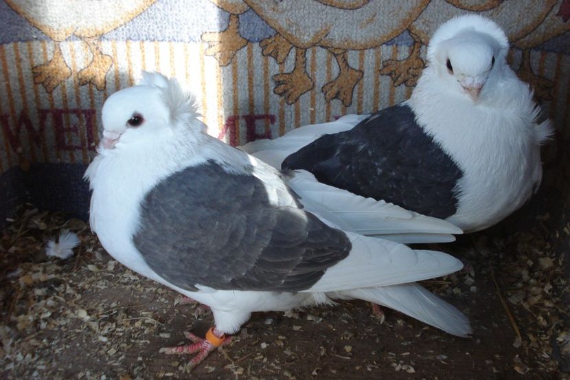 per 13 - perechile 2021