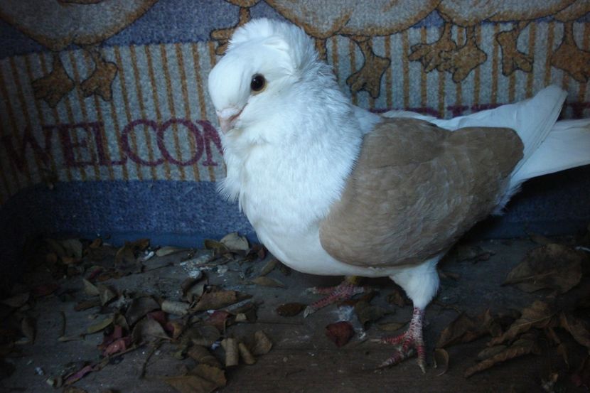 m 201136-20 tm. eug bm - perechile 2021