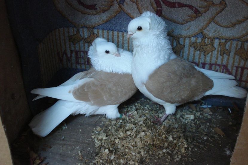 per 15 - perechile 2021