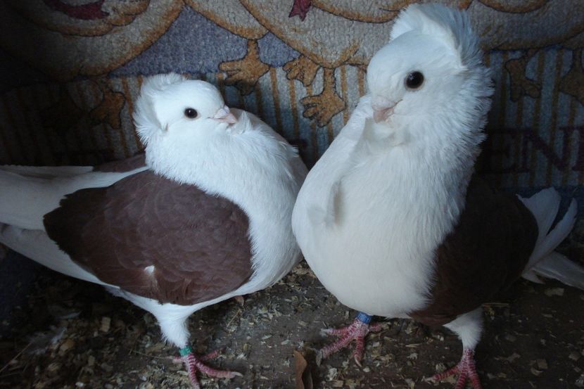 per 16 - perechile 2021