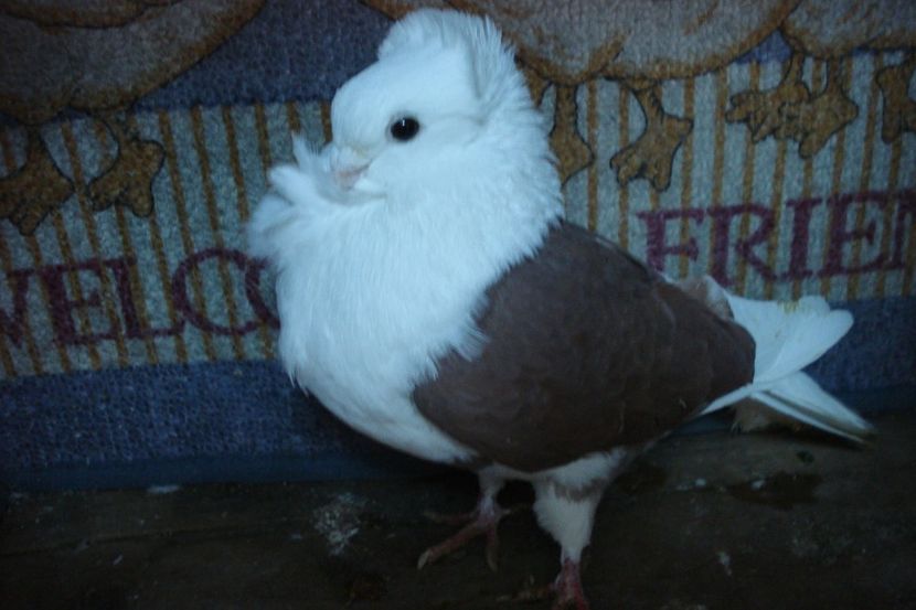 m fi h - perechile 2021