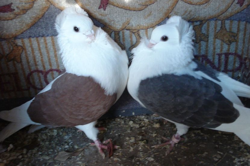 per 17 - perechile 2021