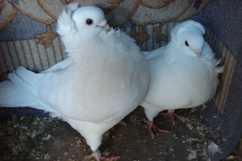 per 18 - perechile 2021