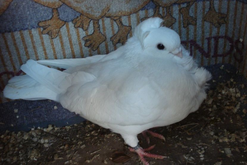 f 263-20 - perechile 2021