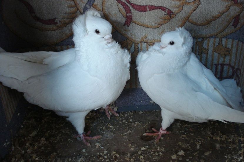 per 19 - perechile 2021