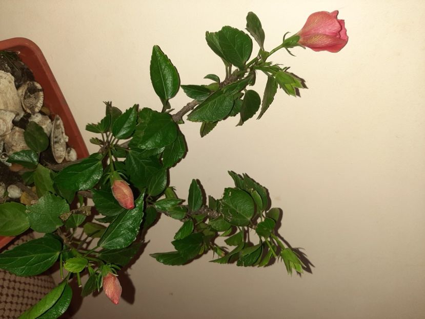  - Florile mele în ianuarie 2021