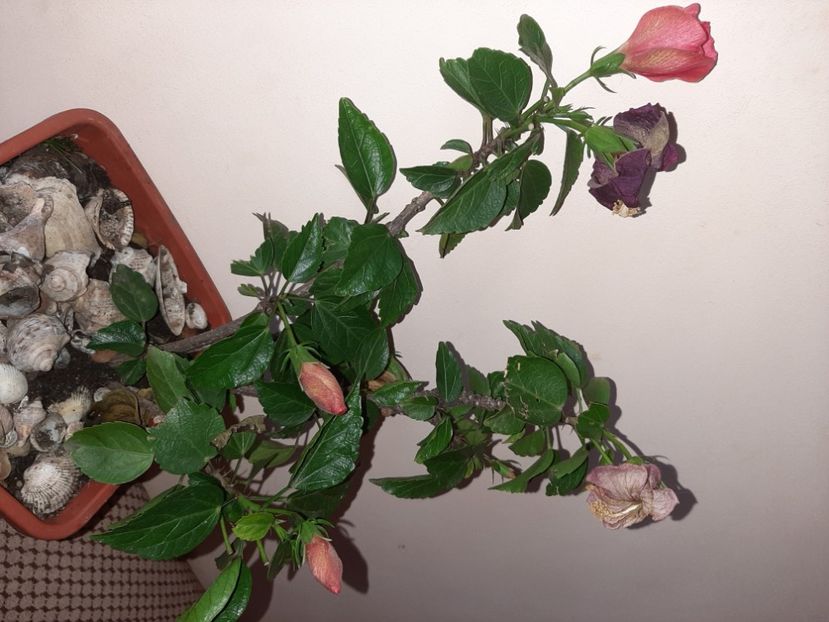  - Florile mele în ianuarie 2021