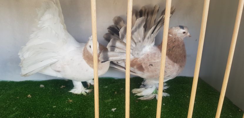 Pereche 2020 - Voltați indieni 2021